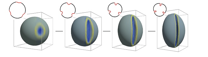 Theoretical calculation of the process of a regular closure of the pollen grain. The grain elongates as the apertures close.